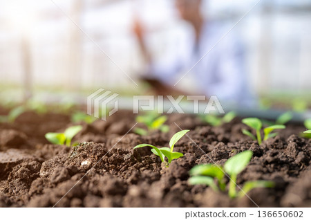 Close up of vegetable seedlings in soil under sunlight with scientist observing in greenhouse farm. Close up of vegetable seedlings in soil under sunlight with scientist observing in greenhouse farm. 136650602