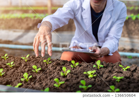Close up of agricultural scientist man holding tablet researching plant seedlings in greenhouse farm 136650604