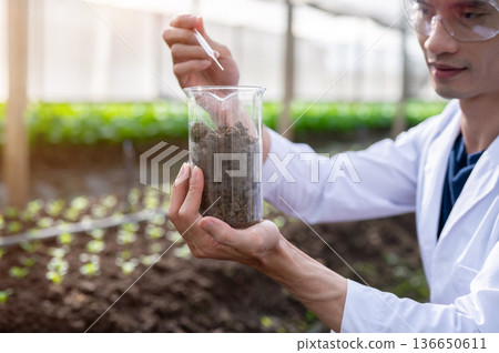 Close up of agricultural scientist man holding glass beaker testing on plant soil in greenhouse farm 136650611