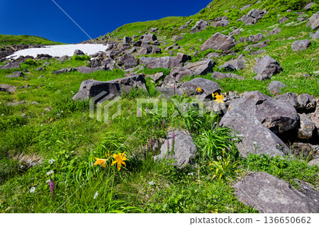 Alpine plants and remaining snow on the Mount Chokai/Kisagata Trail 136650662
