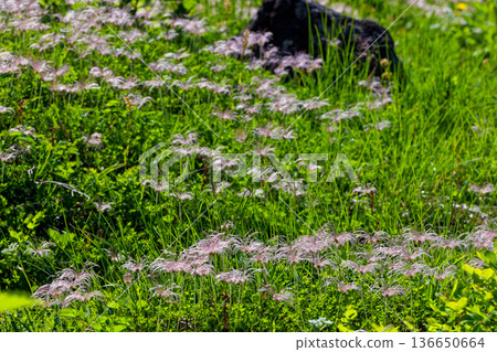 鳥海山/木形小徑上的阿留申花穗 鳥海山/木形小徑上的阿留申花穗 136650664