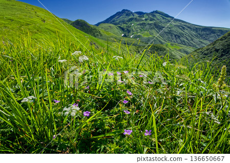 View of the flower fields near Mihama and the summit of Mt. Chokai 136650667