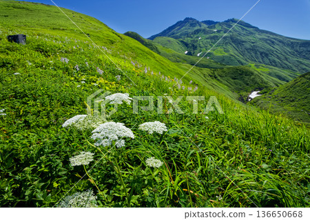 View of the flower fields near Mihama and the summit of Mt. Chokai View of the flower fields near Mihama and the summit of Mt. Chokai 136650668