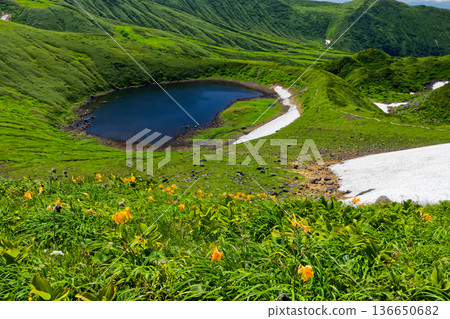 鳥海山、美濱和鳥海湖附近的黃花菜群落 136650682