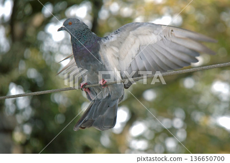 Close-up of Pigeon with Iridescent Feathers. High-quality portrait of a wild pigeon showcasing colorful neck plumage and sharp detail in a soft natural setting. Close-up of Pigeon with Iridescent Feathers. High-quality portrait of a wild pigeon showcasing colorful neck plumage and sharp detail in a soft natural setting. 136650700