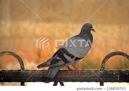 Close-up of Pigeon with Iridescent Feathers. High-quality portrait of a wild pigeon showcasing colorful neck plumage and sharp detail in a soft natural setting. Close-up of Pigeon with Iridescent Feathers. High-quality portrait of a wild pigeon showcasing colorful neck plumage and sharp detail in a soft natural setting. 136650701