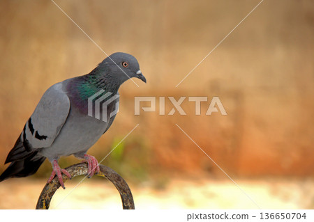 Close-up of Pigeon with Iridescent Feathers. High-quality portrait of a wild pigeon showcasing colorful neck plumage and sharp detail in a soft natural setting. Close-up of Pigeon with Iridescent Feathers. High-quality portrait of a wild pigeon showcasing colorful neck plumage and sharp detail in a soft natural setting. 136650704