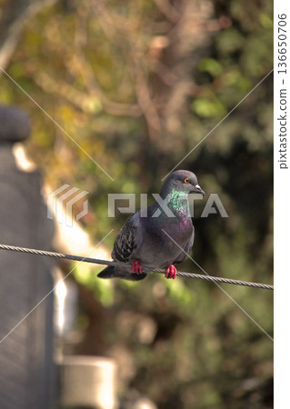 Close-up of Pigeon with Iridescent Feathers. High-quality portrait of a wild pigeon showcasing colorful neck plumage and sharp detail in a soft natural setting. Close-up of Pigeon with Iridescent Feathers. High-quality portrait of a wild pigeon showcasing colorful neck plumage and sharp detail in a soft natural setting. 136650706