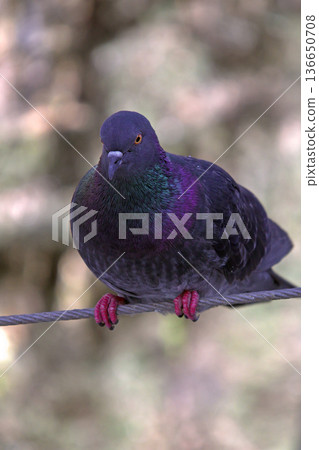 Close-up of Pigeon with Iridescent Feathers. High-quality portrait of a wild pigeon showcasing colorful neck plumage and sharp detail in a soft natural setting. Close-up of Pigeon with Iridescent Feathers. High-quality portrait of a wild pigeon showcasing colorful neck plumage and sharp detail in a soft natural setting. 136650708