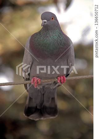 Close-up of Pigeon with Iridescent Feathers. High-quality portrait of a wild pigeon showcasing colorful neck plumage and sharp detail in a soft natural setting.  136650712