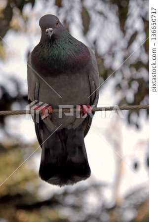 Close-up of Pigeon with Iridescent Feathers. High-quality portrait of a wild pigeon showcasing colorful neck plumage and sharp detail in a soft natural setting.  136650717