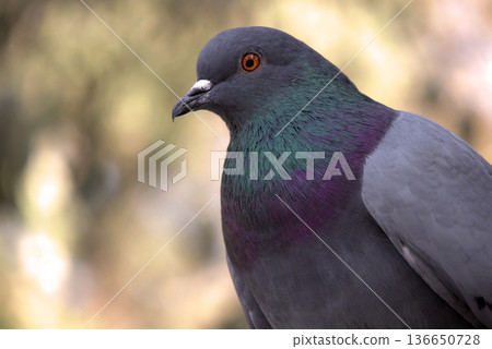 Close-up of Pigeon with Iridescent Feathers. High-quality portrait of a wild pigeon showcasing colorful neck plumage and sharp detail in a soft natural setting.  136650728