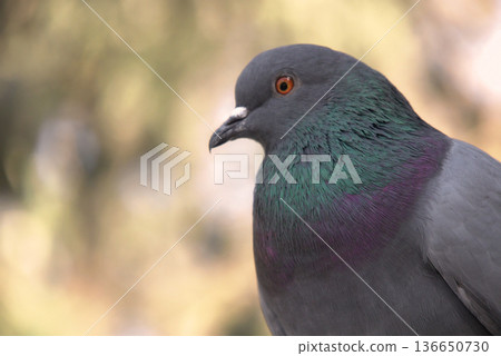 Close-up of Pigeon with Iridescent Feathers. High-quality portrait of a wild pigeon showcasing colorful neck plumage and sharp detail in a soft natural setting.  136650730