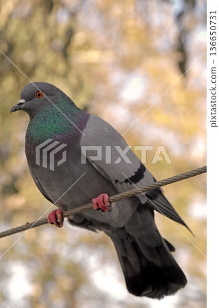 Close-up of Pigeon with Iridescent Feathers. High-quality portrait of a wild pigeon showcasing colorful neck plumage and sharp detail in a soft natural setting.  136650731