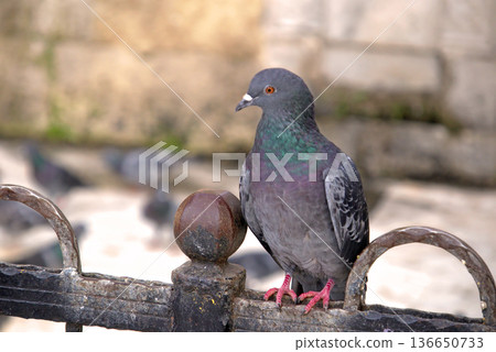 Close-up of Pigeon with Iridescent Feathers. High-quality portrait of a wild pigeon showcasing colorful neck plumage and sharp detail in a soft natural setting.  136650733