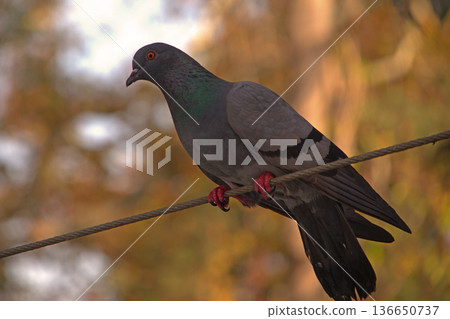Close-up of Pigeon with Iridescent Feathers. High-quality portrait of a wild pigeon showcasing colorful neck plumage and sharp detail in a soft natural setting.  136650737