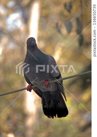 Close-up of Pigeon with Iridescent Feathers. High-quality portrait of a wild pigeon showcasing colorful neck plumage and sharp detail in a soft natural setting. Close-up of Pigeon with Iridescent Feathers. High-quality portrait of a wild pigeon showcasing colorful neck plumage and sharp detail in a soft natural setting. 136650739