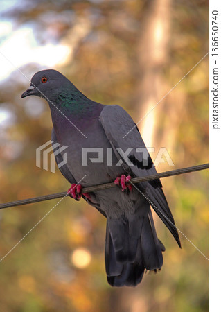Close-up of Pigeon with Iridescent Feathers. High-quality portrait of a wild pigeon showcasing colorful neck plumage and sharp detail in a soft natural setting.  136650740