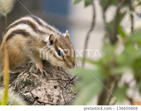 Chipmunk searching for food on a tree 136650808