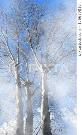 Winter Trees in Morning Fog. Bare branches of a winter tree reaching into a bright blue sky through a soft, ethereal morning mist and hazy white fog. Winter Trees in Morning Fog. Bare branches of a winter tree reaching into a bright blue sky through a soft, ethereal morning mist and hazy white fog. 136650816