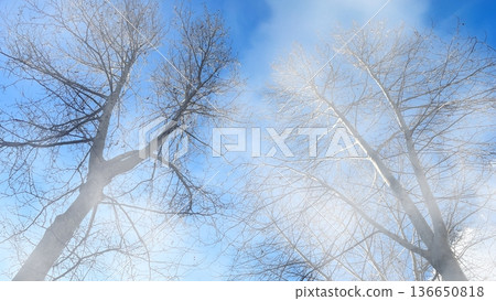 Winter Trees in Morning Fog. Bare branches of a winter tree reaching into a bright blue sky through a soft, ethereal morning mist and hazy white fog. 136650818