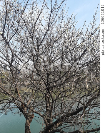 A tree with a broken branch and growing branches A tree with a broken branch and growing branches 136651012