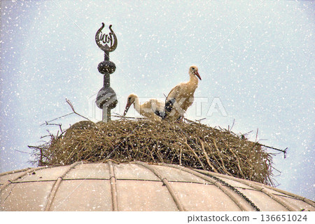 Storks Nesting on Mosque Dome in Winter Snow. White stork rests in a large twig nest atop a traditional mosque dome during a gentle winter snowfall, symbolizing peace and nature.  136651024