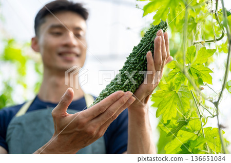 Close up of farmer man holding looking at bitter gourd on trellis while working in greenhouse farm Close up of farmer man holding looking at bitter gourd on trellis while working in greenhouse farm 136651084