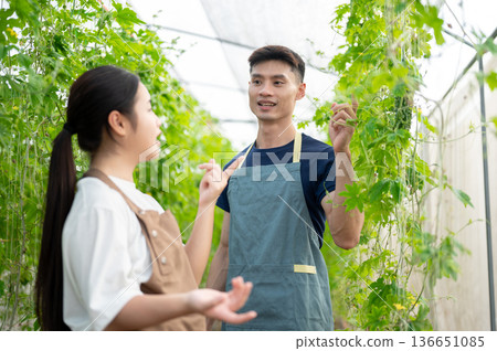 Asian farmer man talking to young woman and standing aside trellis while working in greenhouse farm. 136651085