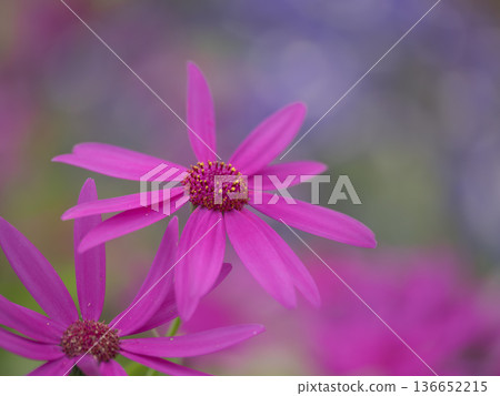 鮮豔的紅紫色塞內蒂 136652215