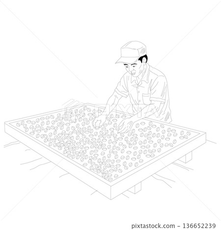 Man Sorting Coffee Beans on Drying Rack Line Art 136652239