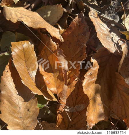 Withered fallen leaves, browned dead leaves, autumn/winter scenery Withered fallen leaves, browned dead leaves, autumn/winter scenery 136652734