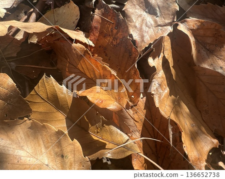 Carpet of fallen leaves, withered leaves, browned leaves, autumn/winter scenery Carpet of fallen leaves, withered leaves, browned leaves, autumn/winter scenery 136652738