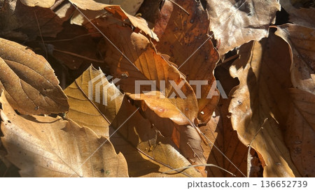 Carpet of fallen leaves, withered leaves, browned leaves, autumn/winter scenery Carpet of fallen leaves, withered leaves, browned leaves, autumn/winter scenery 136652739