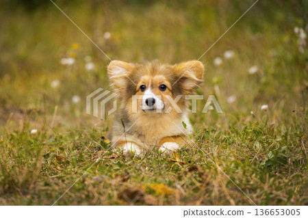 A fluffy tri-color Corgi puppy rests in a field with yellow leaves and flowers. This small dog has a very cute and sweet expression. A fluffy tri-color Corgi puppy rests in a field with yellow leaves and flowers. This small dog has a very cute and sweet expression. 136653005