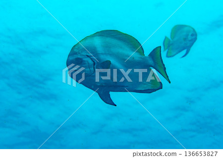 Swallowfish Swallowfish 136653827