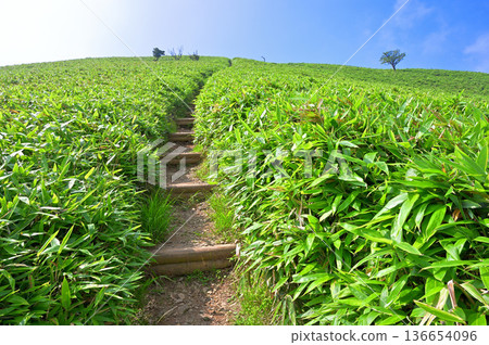 Izu Peninsula, Izuyama Ridge Trail in Summer, The path to Mt. Daruma, climbing the bamboo grass trail 136654096