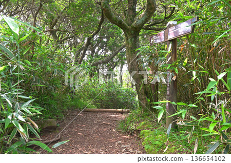 Izu Peninsula's Izuyama Ridge Trail: The forest at the summit of Mt. Kodaruma Izu Peninsula's Izuyama Ridge Trail: The forest at the summit of Mt. Kodaruma 136654102