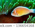 Hanabira銀蓮花魚 136654168