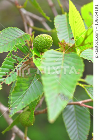 Izu Peninsula Izu Mountain Ridge Trail, Mt. Kinkanzan, Alder fruit Izu Peninsula Izu Mountain Ridge Trail, Mt. Kinkanzan, Alder fruit 136654191