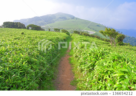 Izu Peninsula, Izuyama Ridge Trail in Summer, Mt. Daruma seen from Asebigahara on Mt. Kodaruma as the mist clears Izu Peninsula, Izuyama Ridge Trail in Summer, Mt. Daruma seen from Asebigahara on Mt. Kodaruma as the mist clears 136654212