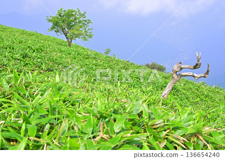 Izu Peninsula, Izu Mountain Ridge Trail in Summer, Grove of Kumazasa on Mount Daruma Izu Peninsula, Izu Mountain Ridge Trail in Summer, Grove of Kumazasa on Mount Daruma 136654240