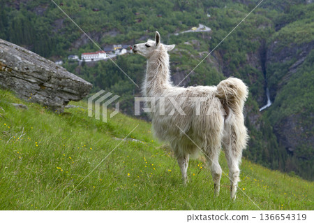 llama in the mountains. 136654319