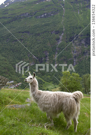 llama in the mountains. llama in the mountains. 136654322