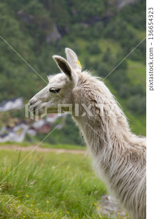 llama in the mountains. llama in the mountains. 136654323