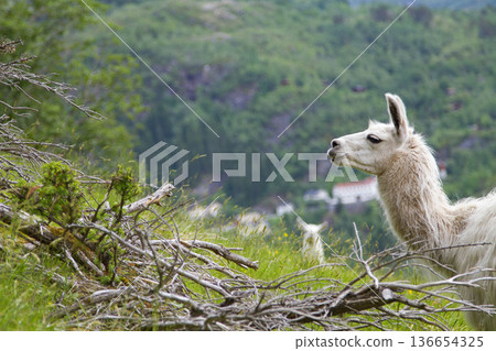 llama in the mountains. 136654325