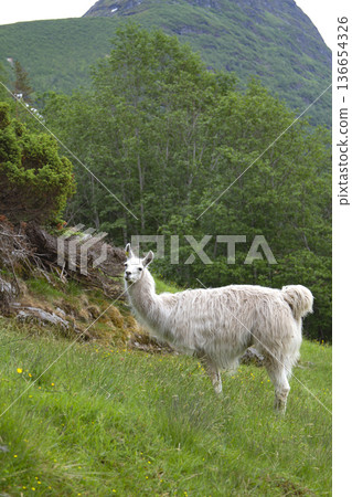 llama in the mountains. llama in the mountains. 136654326