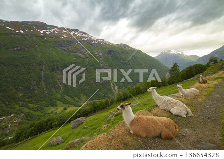 llama in the mountains. llama in the mountains. 136654328