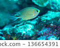 深海神仙魚 136654391