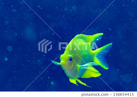 Lemon sparrow Lemon sparrow 136654415